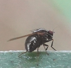 Poecilohetaerus aquilus