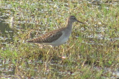 Tringa glareola