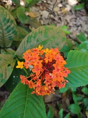 Ixora congesta