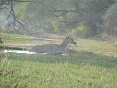 Boselaphus tragocamelus