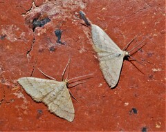 Scopula rubraria