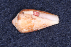 Conus tinianus