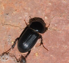 Acrossidius tasmaniae