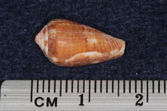 Conus tinianus