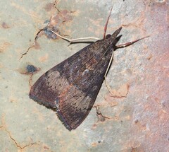 Uresiphita ornithopteralis