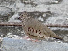 Columbina passerina
