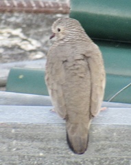 Columbina passerina
