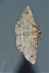 Syneora hemeropa