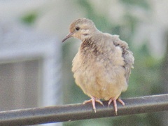 Columbina passerina