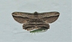 Euphronarcha luxaria