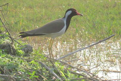 Vanellus indicus