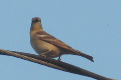 Gymnoris xanthocollis