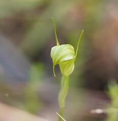 Pterostylis atrans