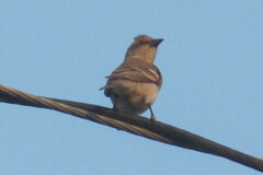 Gymnoris xanthocollis