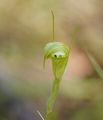 Pterostylis atrans