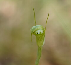 Pterostylis atrans