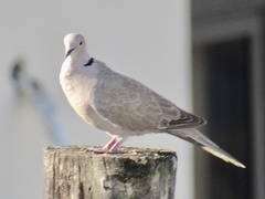 Streptopelia decaocto