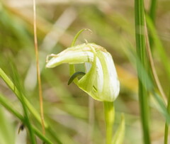 Pterostylis monticola
