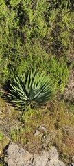 Hesperoyucca whipplei