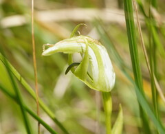 Pterostylis monticola