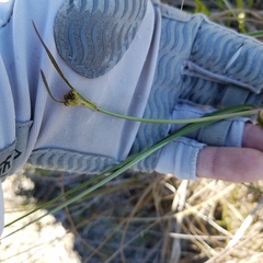 Asclepias lanceolata