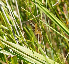 Chrysolarentia conifasciata