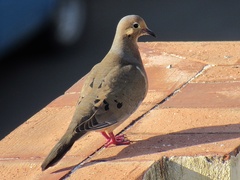 Zenaida aurita