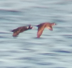 Melanitta perspicillata