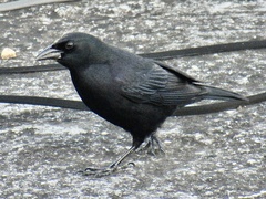Ptiloxena atroviolacea