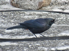 Ptiloxena atroviolacea