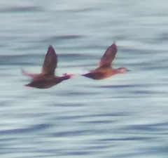 Melanitta perspicillata