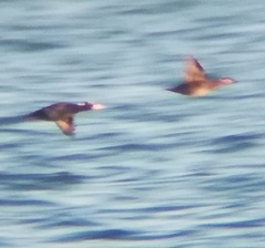 Melanitta perspicillata