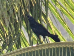 Quiscalus niger
