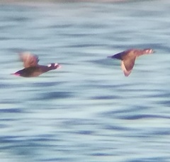 Melanitta perspicillata