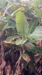 Musa acuminata