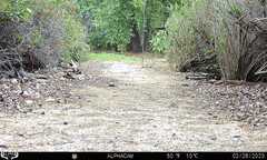 Callipepla californica