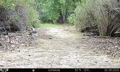 Callipepla californica