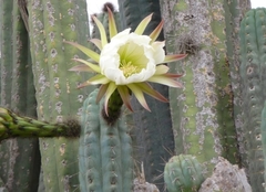 Cactoideae