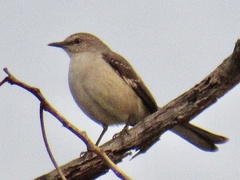 Mimus polyglottos