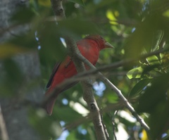 Piranga rubra