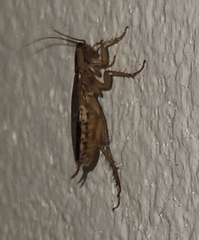 Blattella germanica