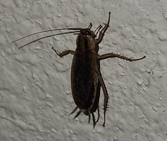 Blattella germanica