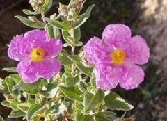 Cistus
