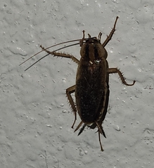 Blattella germanica