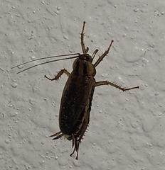 Blattella germanica