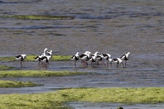 Cladorhynchus leucocephalus