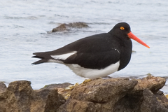 Haematopus leucopodus
