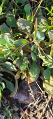 Cistanthe maritima
