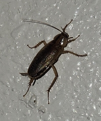 Blattella germanica