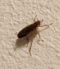 Blattella germanica
